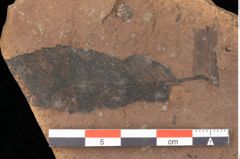 Foto (Detailsansicht) von Quercus palaeoilex Ettingshausen (NHMW-GEO-2024-0188-0918)